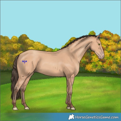 Horse Color:Amber Champagne 