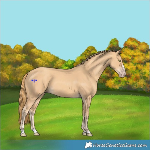 Horse Color:Gold Champagne