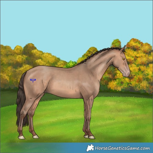 Horse Color:Amber Champagne 