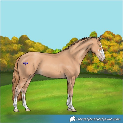 Horse Color:Gold Champagne 