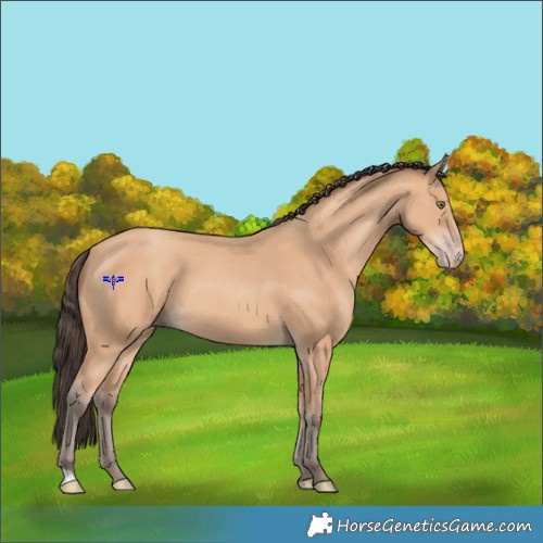 Horse Color:Amber Champagne 