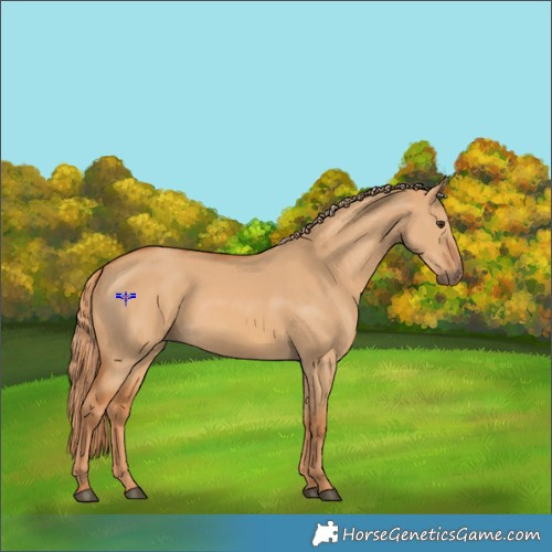 Horse Color:Red Dun 