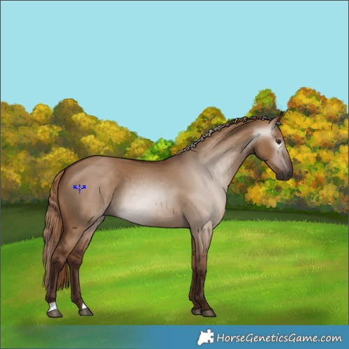 Horse Color:Gray Red Dun