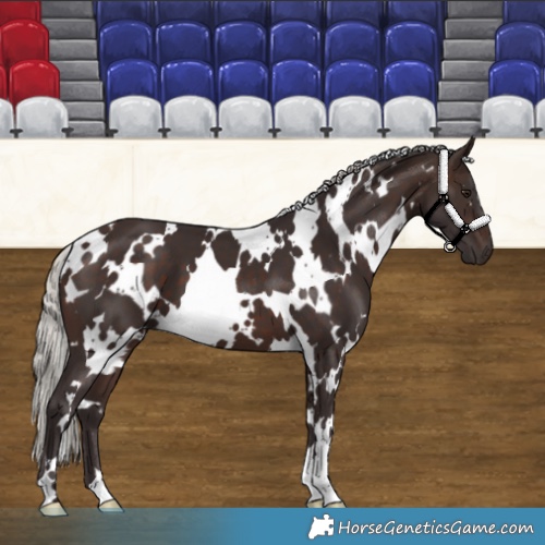 Horse Color:White Spotted Silver Brown 