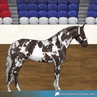 Horse Color:White Spotted Silver Brown 