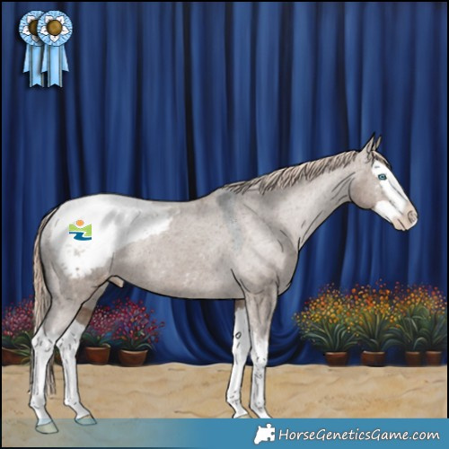Horse Color:Liver Red Dun Sabino Splash Appaloosa Rabicano 