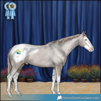 Horse Color:Liver Red Dun Sabino Splash Appaloosa Rabicano 