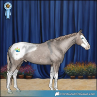 Horse Color:Liver Red Dun Sabino Splash Appaloosa Rabicano 
