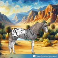 Horse Color:Liver Chestnut Splash Appaloosa Rabicano 