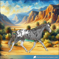 Horse Color:Liver Chestnut Splash Appaloosa Rabicano 