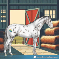 Horse Color:Brown Sabino Tobiano Appaloosa 