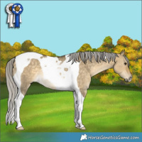 Horse Color:Silver Buckskin Dun Tobiano Rabicano