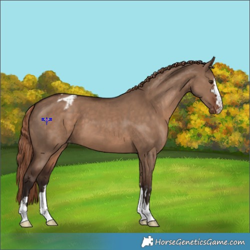 Horse Color:Liver Red Dun Appaloosa 