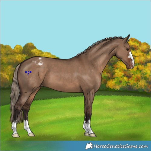 Horse Color:Liver Red Dun Appaloosa 