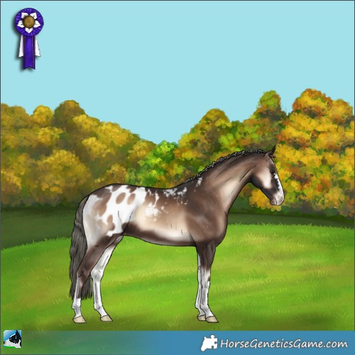 Horse Color:Liver Red Onyx Mushroom Appaloosa 