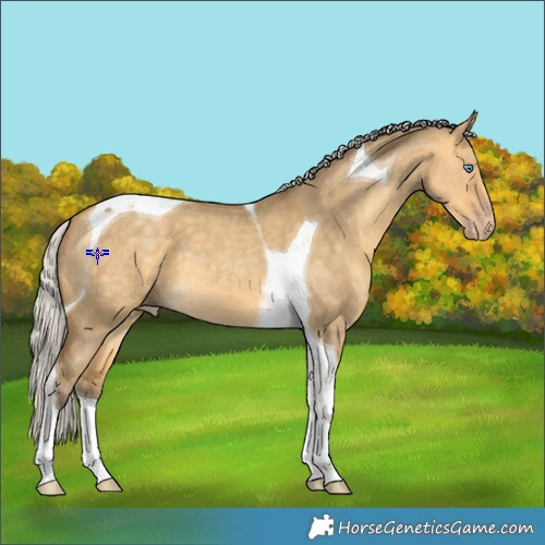 Horse Color:Silver Amber Cream Champagne Dun Tobiano 