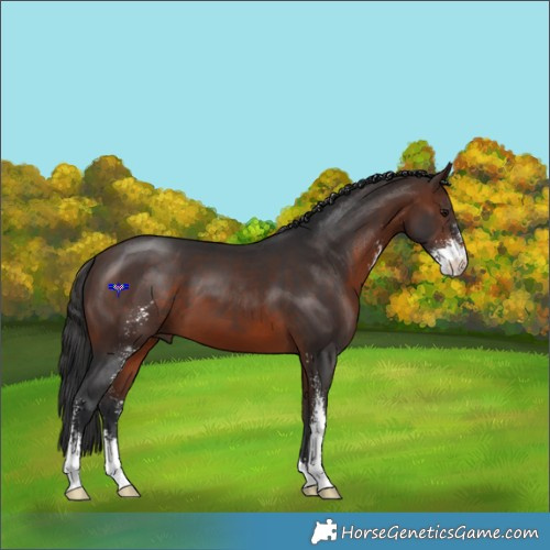 Horse Color:Brown Sabino 
