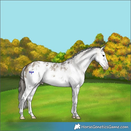 Horse Color:White Spotted Buckskin Dun Sabino Splash Appaloosa 