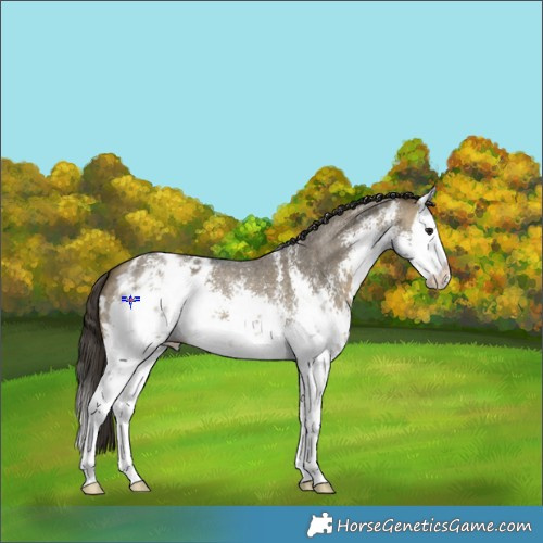 Horse Color:White Spotted Buckskin Dun Sabino Splash Appaloosa 