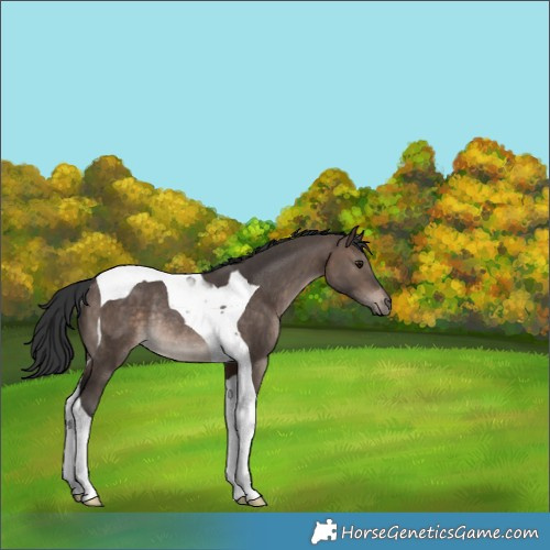 Horse Color:Brown Dun Tobiano Rabicano 