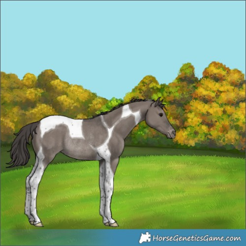 Horse Color:Smoky Grullo Tobiano Appaloosa Rabicano 