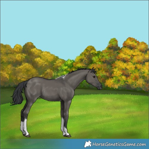 Horse Color:Grullo Tobiano Rabicano 