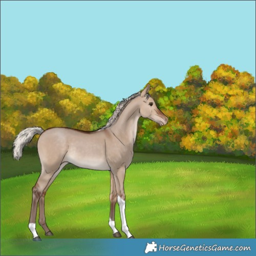 Horse Color:Silver Bay Dun Tobiano Appaloosa Rabicano 