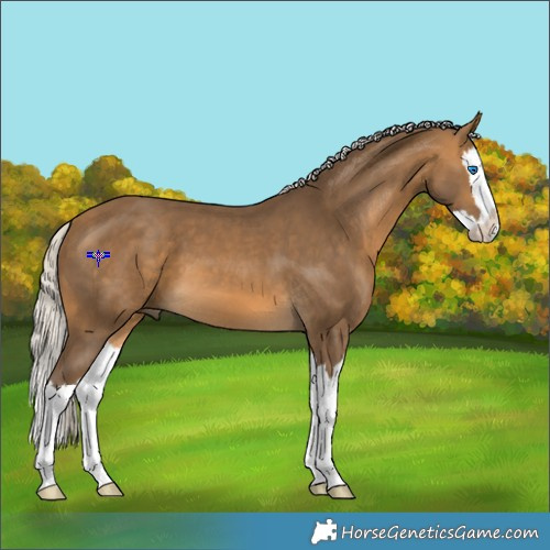 Horse Color:Silver Buckskin Splash 