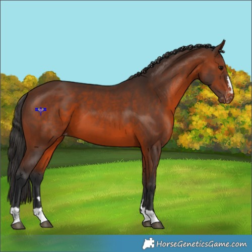 Horse Color:Brown Appaloosa 
