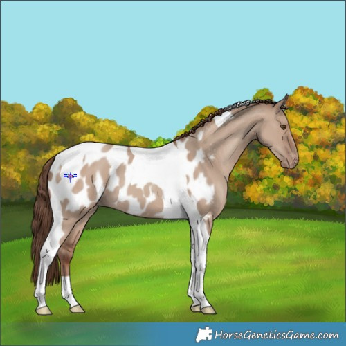 Horse Color:Classic Champagne Dun Tobiano Blanket 