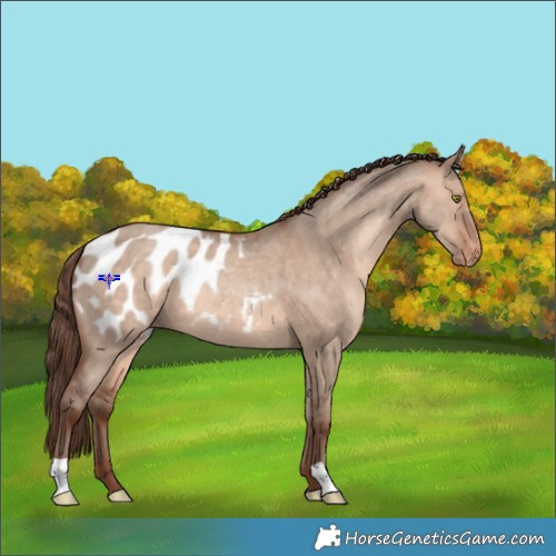 Horse Color:Sable Champagne Dun Appaloosa 