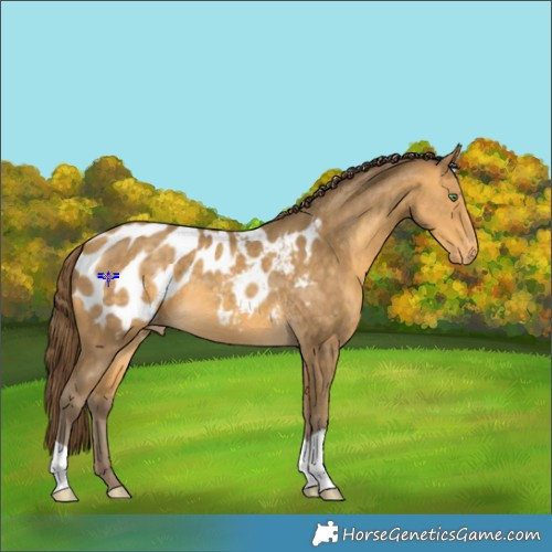 Horse Color:Sable Cream Champagne Appaloosa 