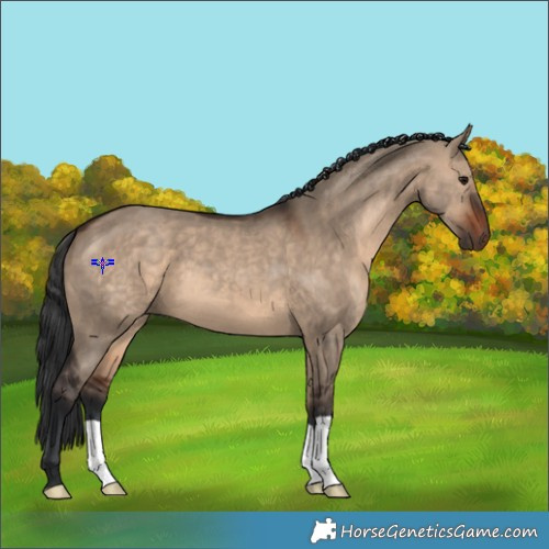 Horse Color:Brown Dun 