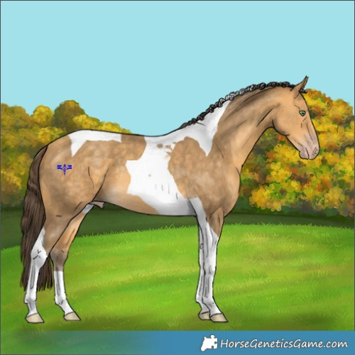 Horse Color:Sable Cream Champagne Tobiano 
