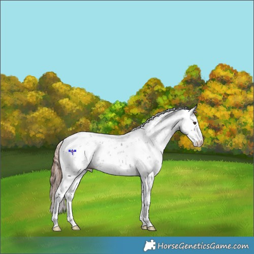 Horse Color:Liver Chestnut Sabino 