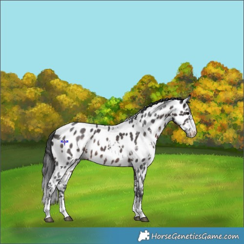 Horse Color:White Spotted Brown Sabino Near Leopard 
