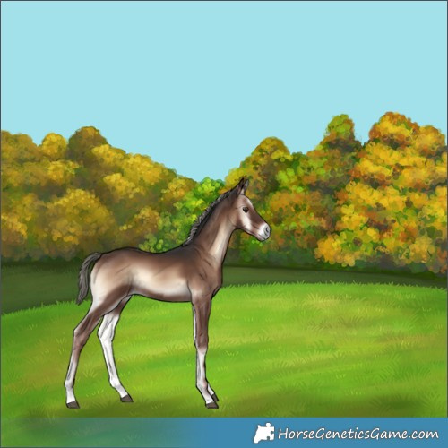 Horse Color:Liver Red Onyx Mushroom Rabicano 