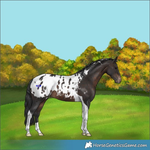 Horse Color:Brown Tobiano Blanket 