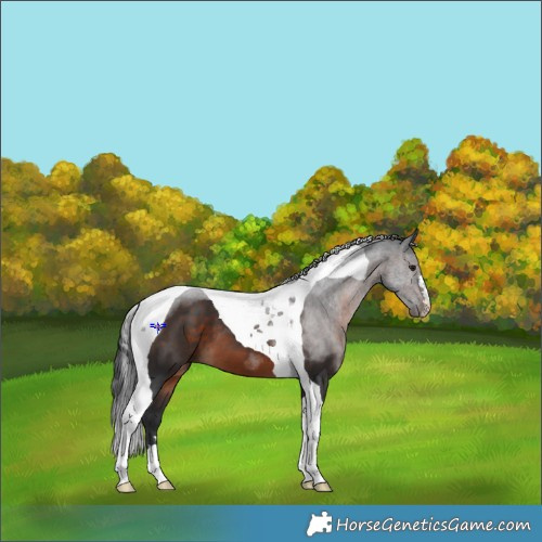 Horse Color:Brown Tobiano 