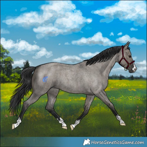 Horse Color:Grullo Roan 