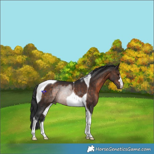 Horse Color:Brown Tobiano Rabicano 