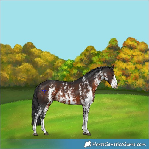 Horse Color:Brown Sabino 