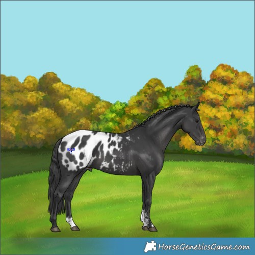 Horse Color:Black Sabino Appaloosa 