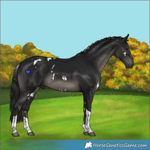Horse Color:Gray White Spotted Black Tobiano 