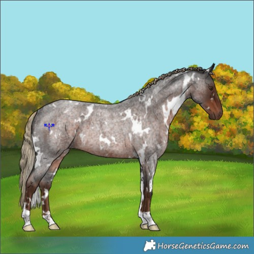 Horse Color:White Spotted Liver Red Roan Rabicano 