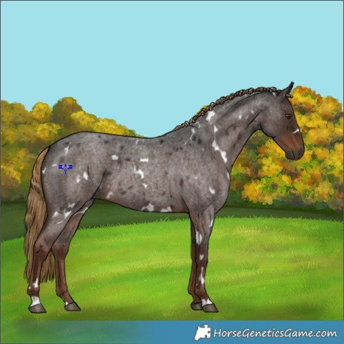 Horse Color:Gray White Spotted Liver Red Roan 