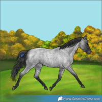 Horse Color:Blue Roan Varnish 