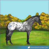 Horse Color:Blue Roan Appaloosa