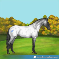 Horse Color:Blue Roan Near Leopard 
