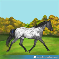 Horse Color:Blue Roan Near Leopard 